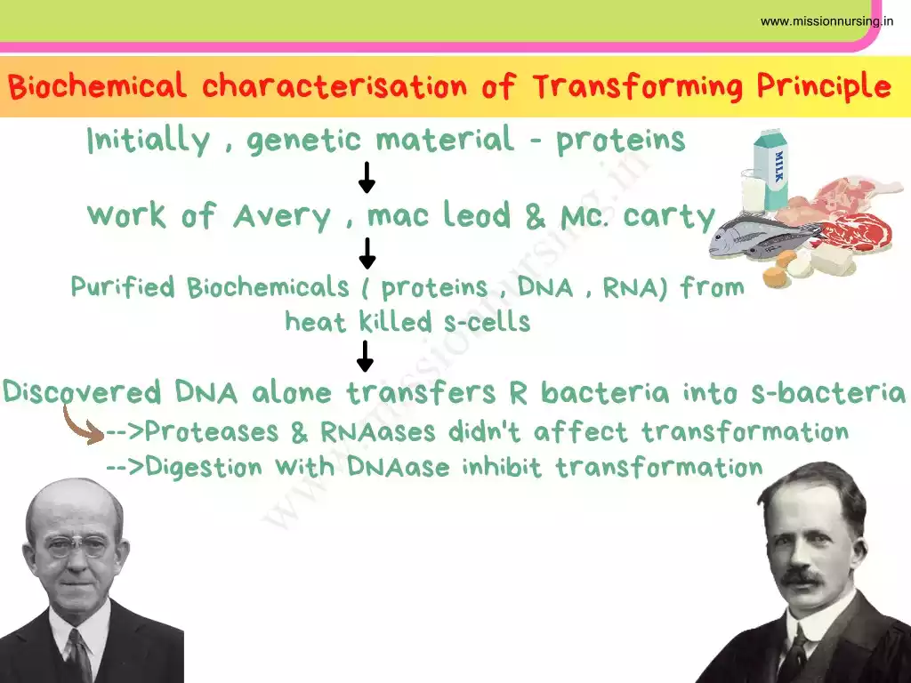 Molecular Basis Of Inheritance Neet Notes - Mission Nursing